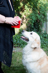 dog waiting for treats