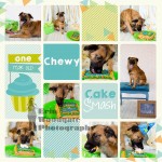 pet cake smash photography london ontario