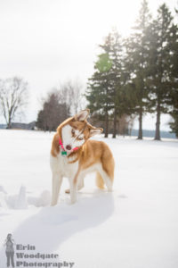 Best of 2016: Pet Photography