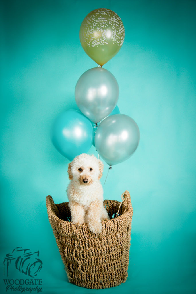 Pet photographer London Ontario