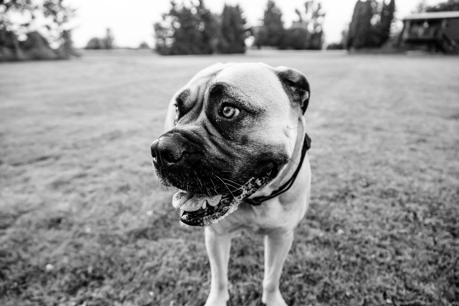 Best pet photographer London Ontario