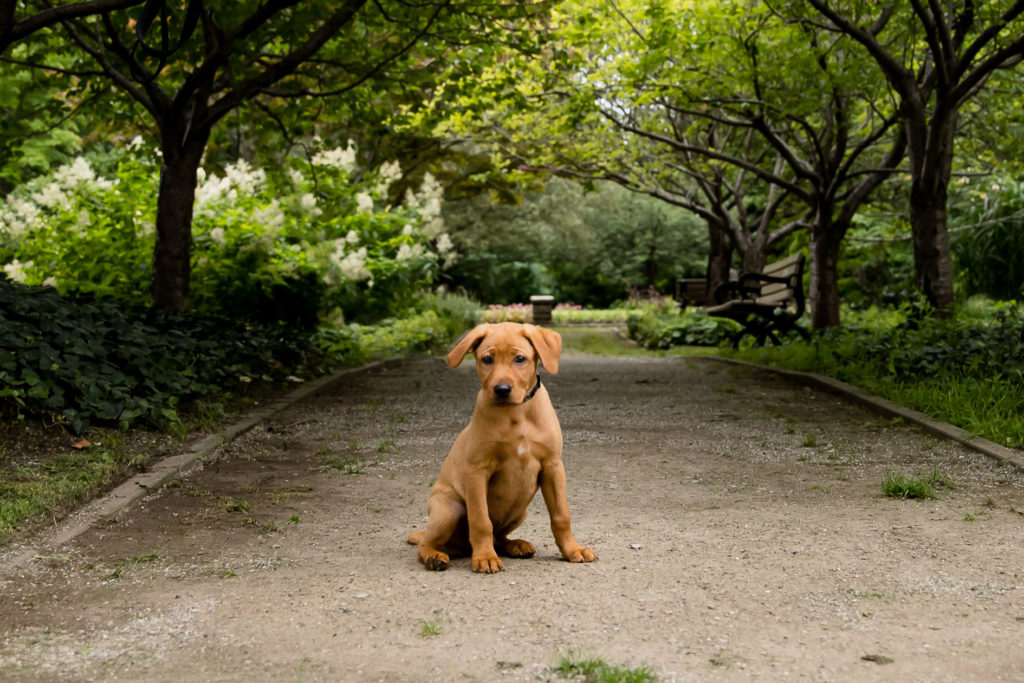 London Ontario Dog Photographer