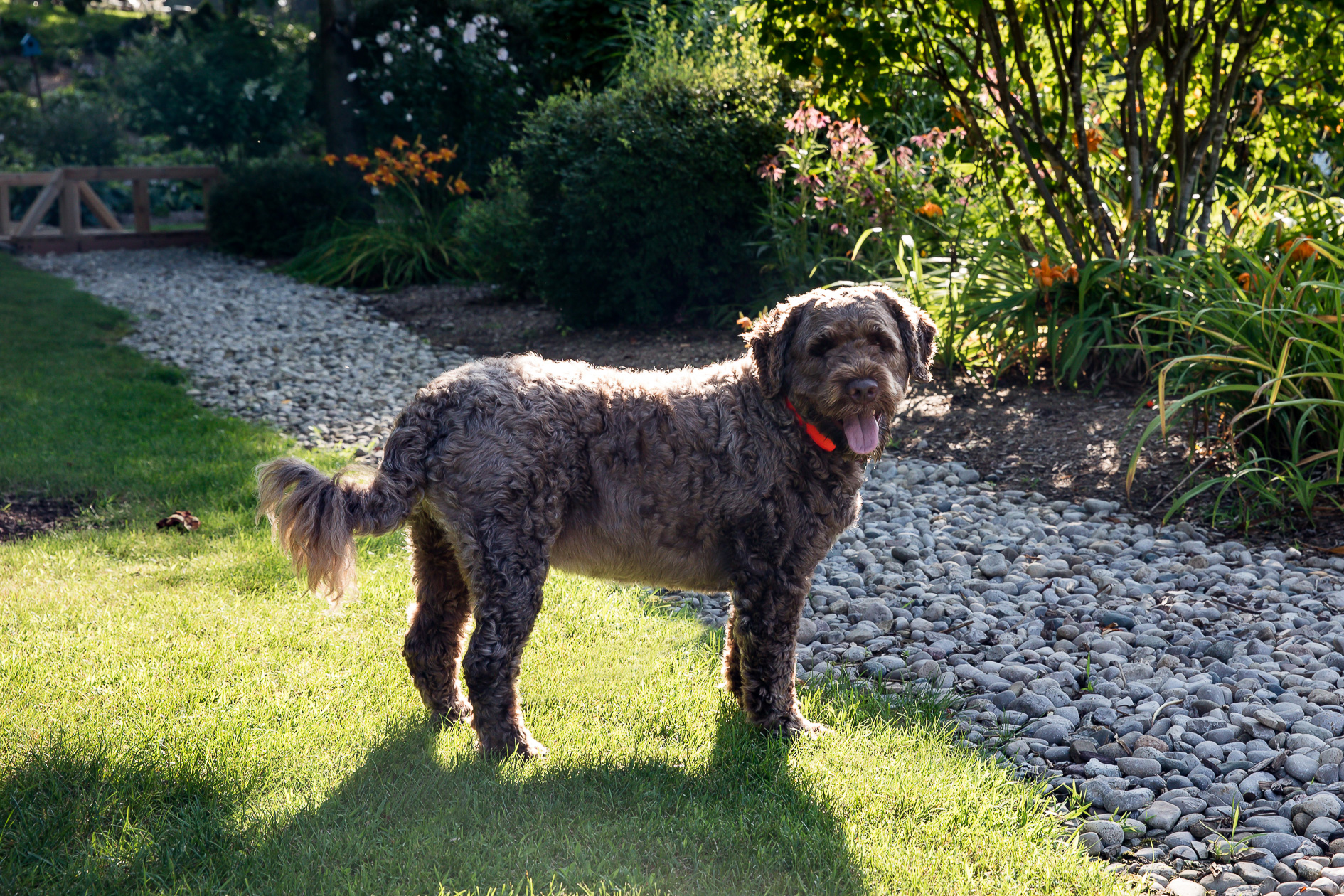 London Ontario Dog Photographer