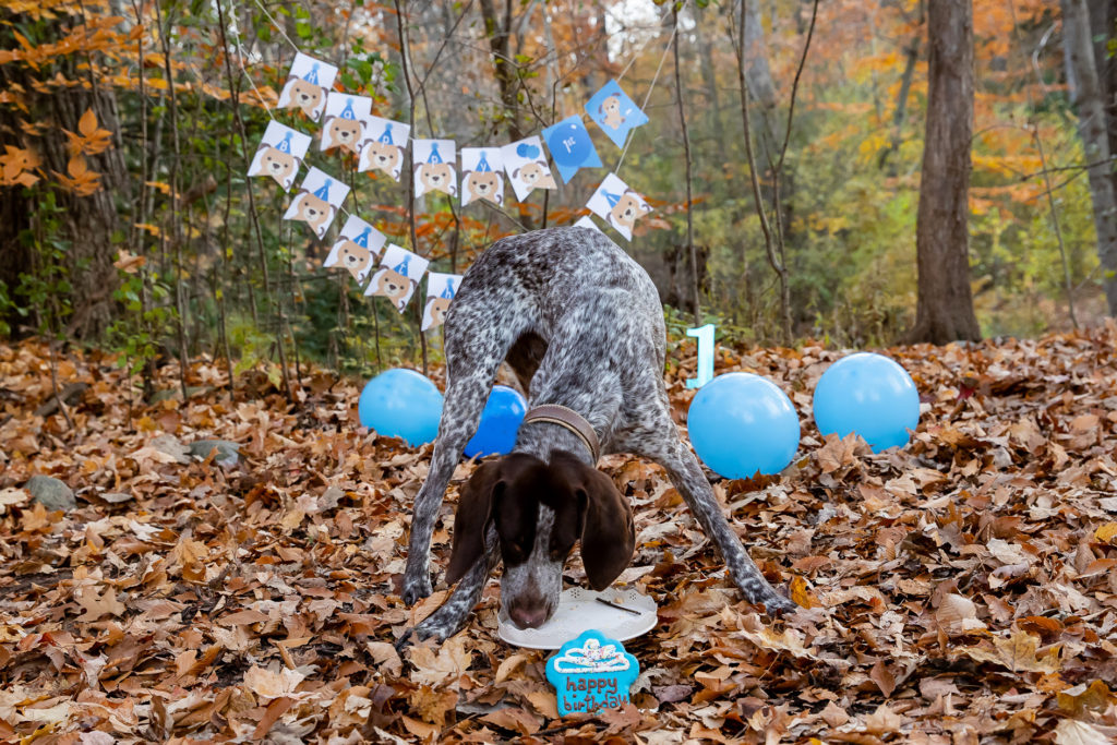 London Ontario Cake smash photos