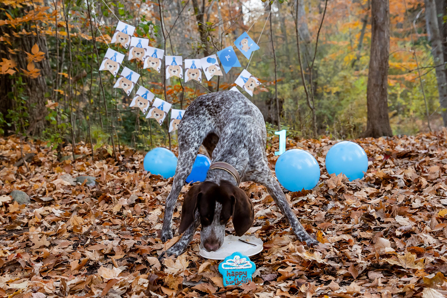 London Ontario Cake smash photos