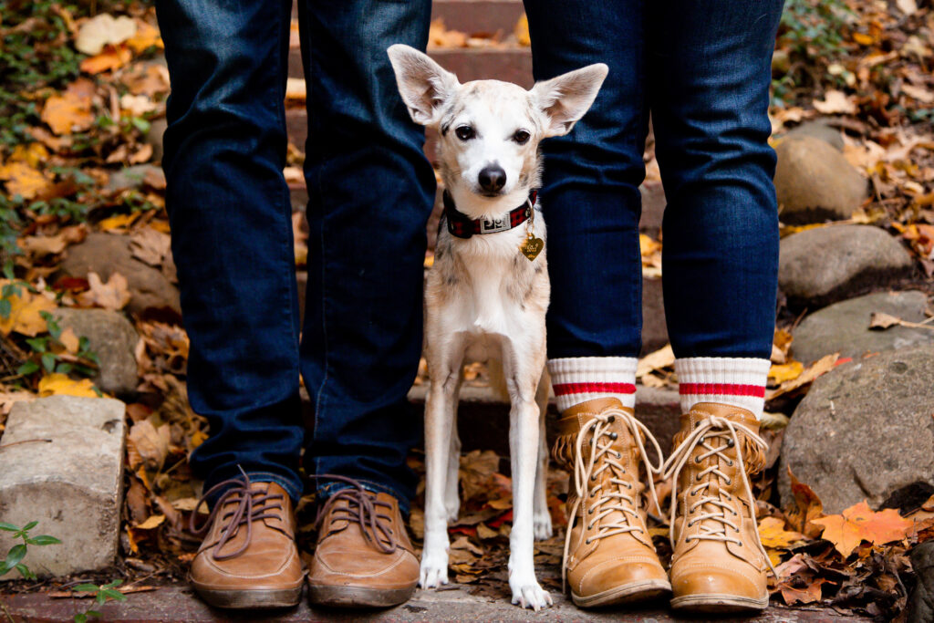 Engagement session with dog London Ontario