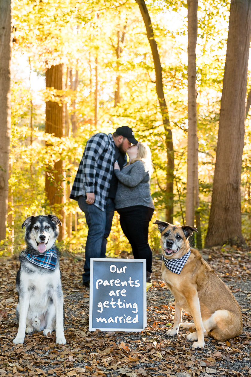 Fall engagement session with dogs London Ontario