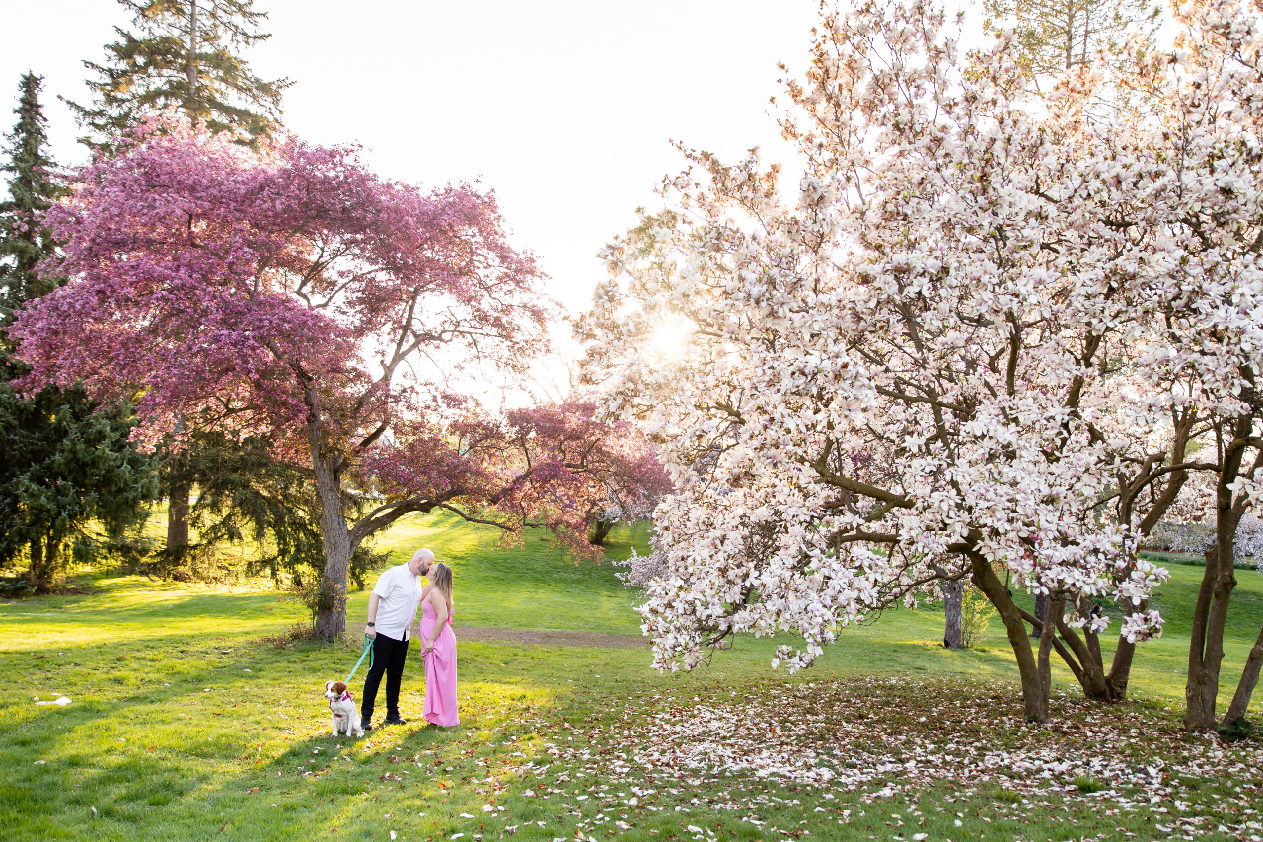 Magnolia trees London Ontario engagement