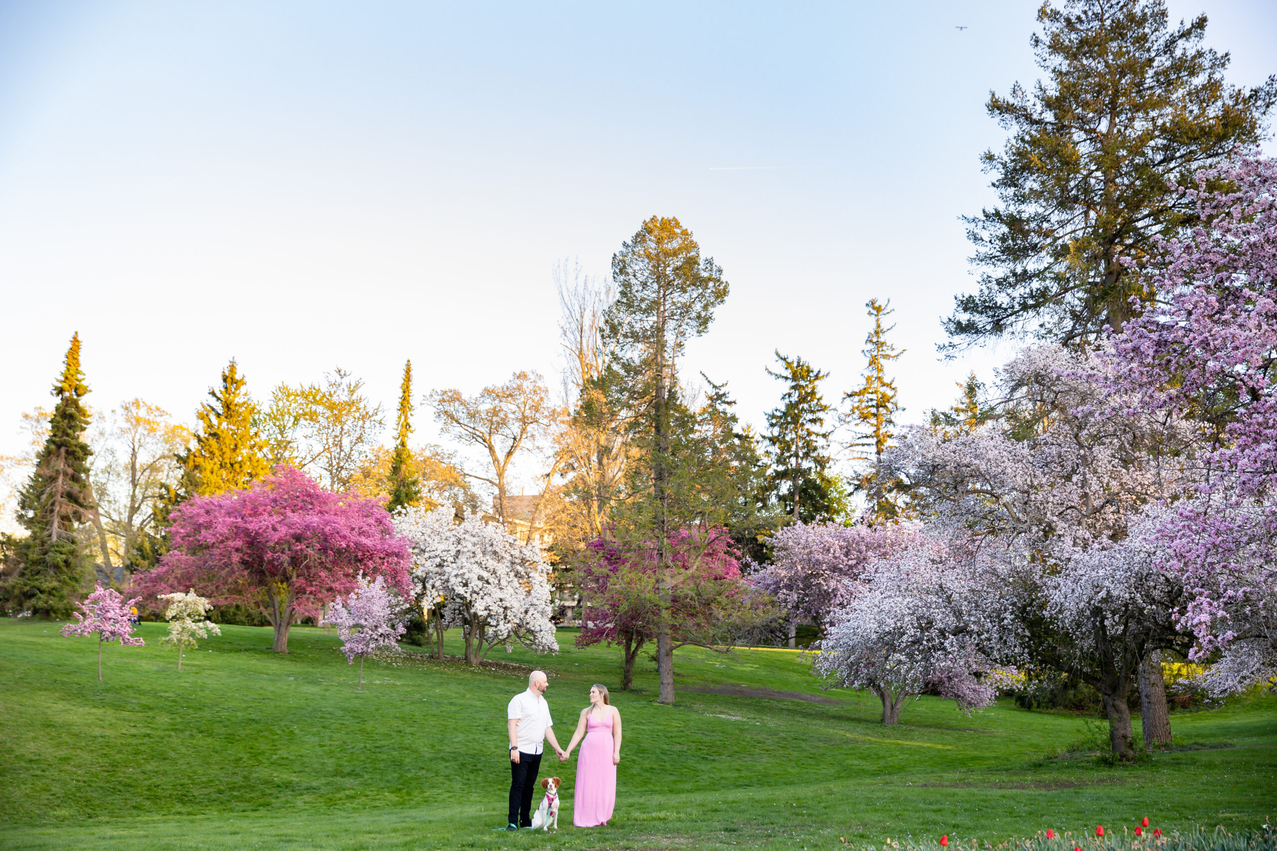 Magnolia trees London Ontario engagement