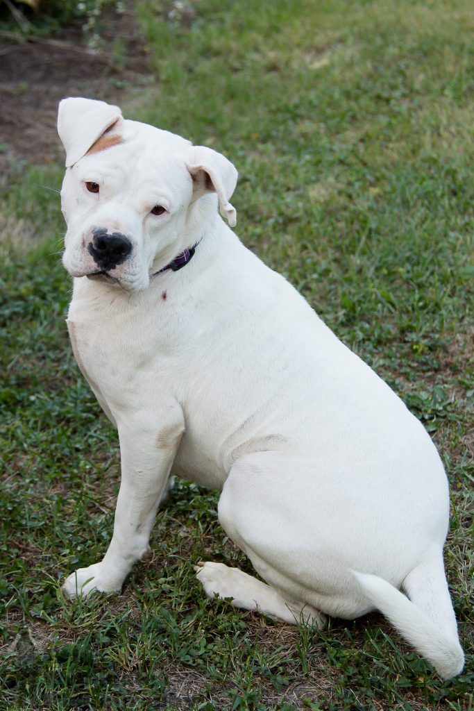 Pet Photographer London Ontario