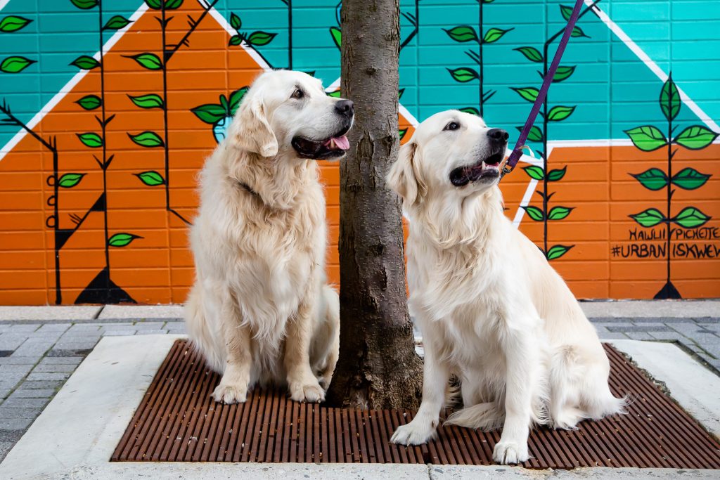 London Ontario Pet Photos