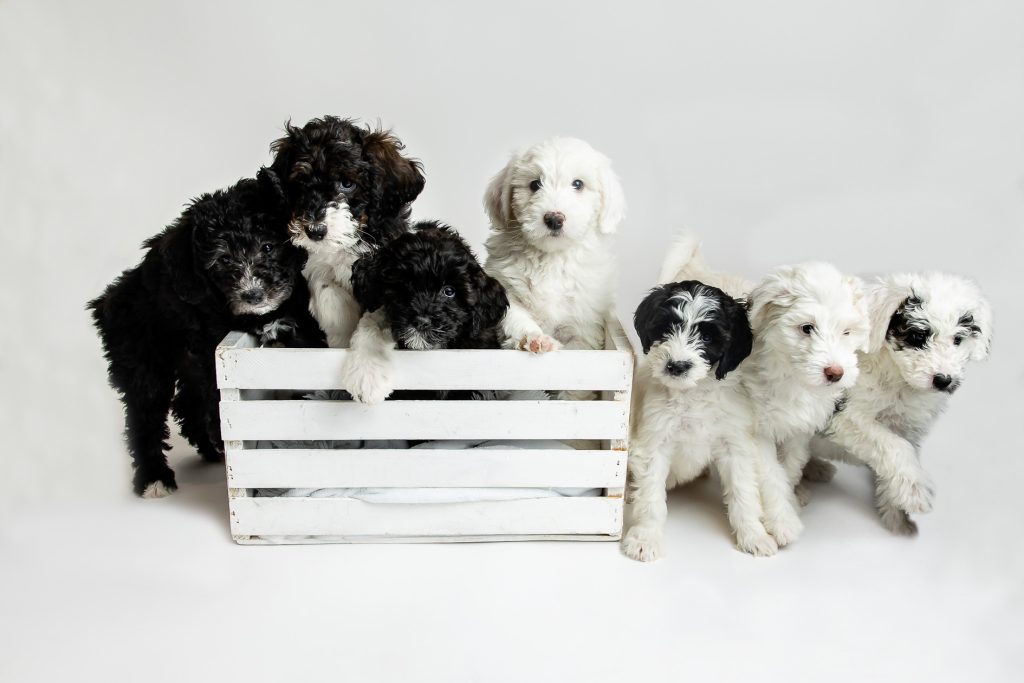 London Ontario Pet Photos