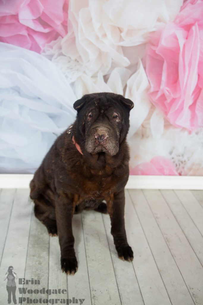 pet photographer london ontario