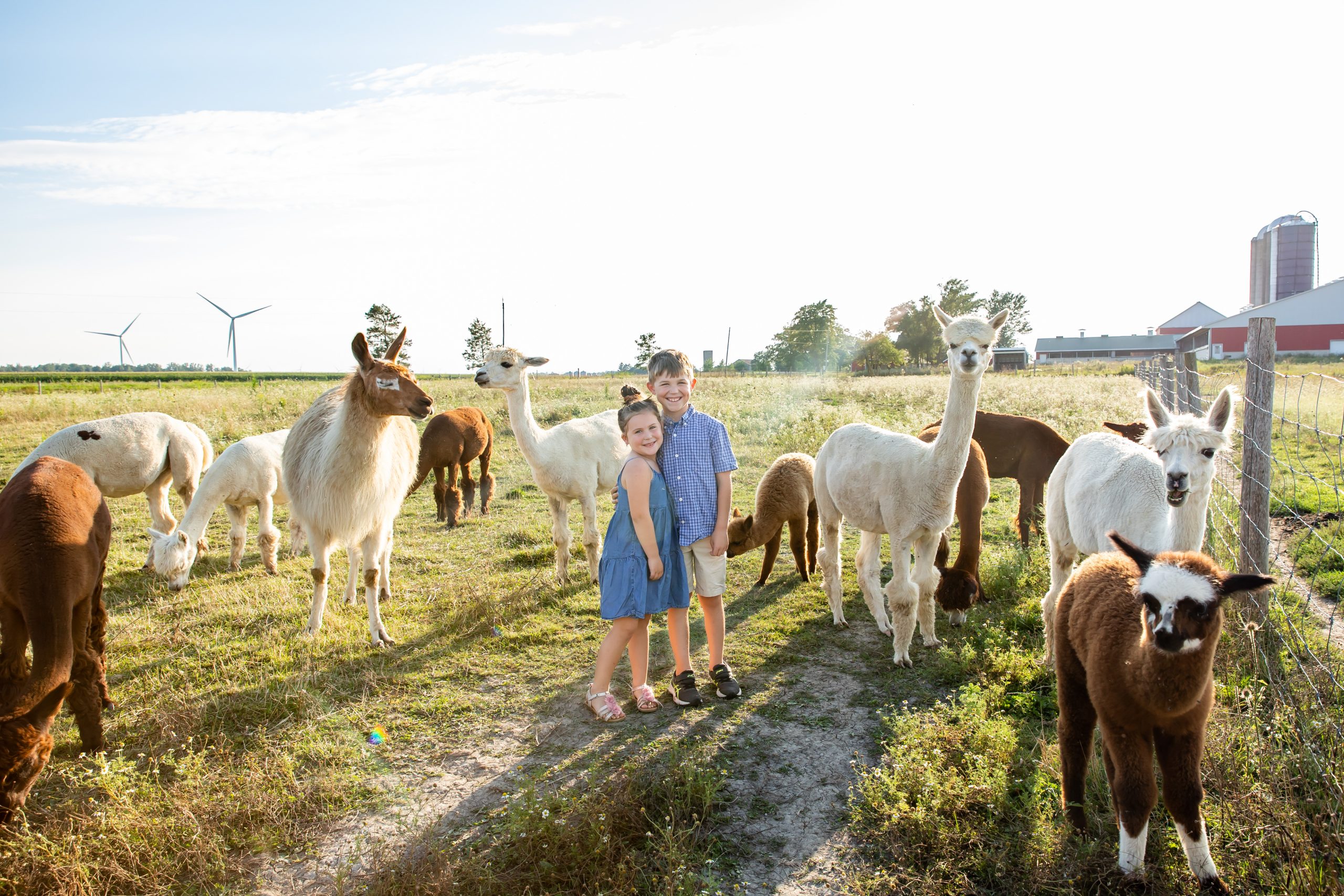 Mini Sessions photography London Ontario alpacas