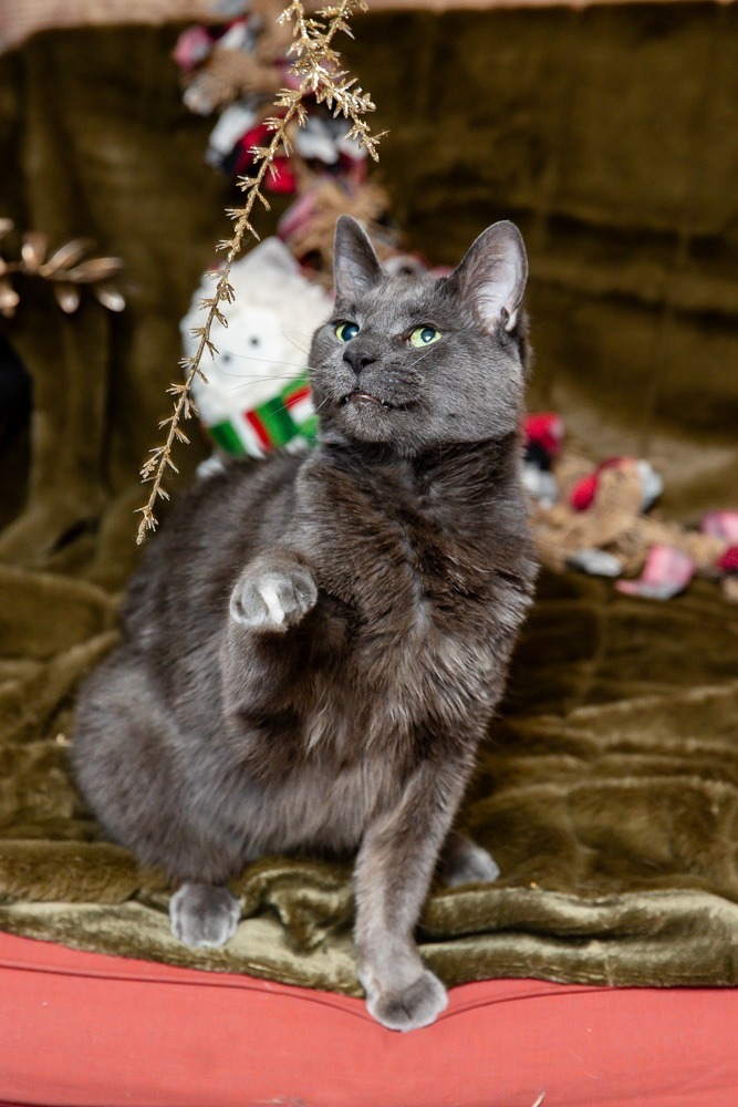 Pet Photos London Ontario