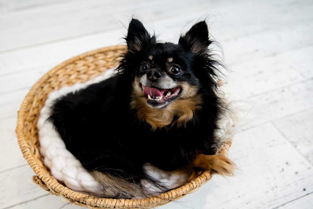 Pet Photos London Ontario