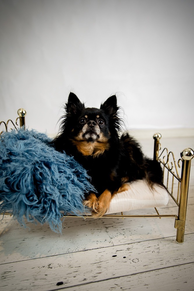 Pet Photos London Ontario