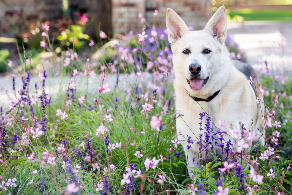 Pet Photos London Ontario