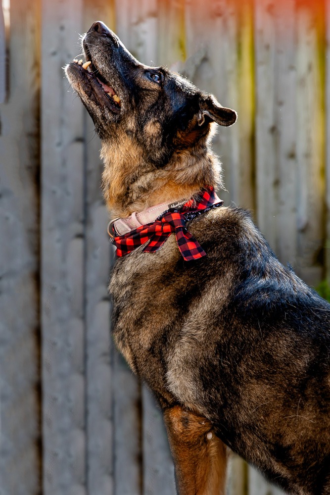 Pet Photos London Ontario