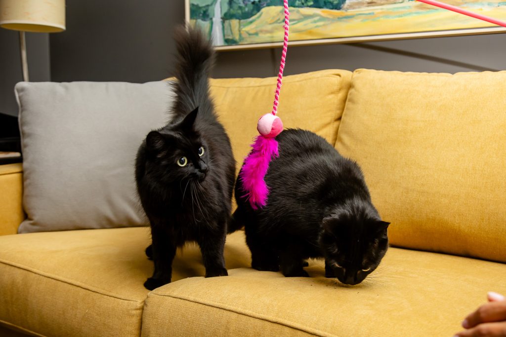 Pet Photos London Ontario