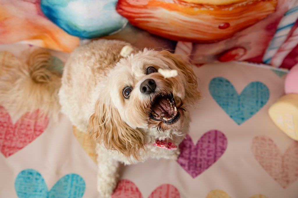 Pet Photos London Ontario