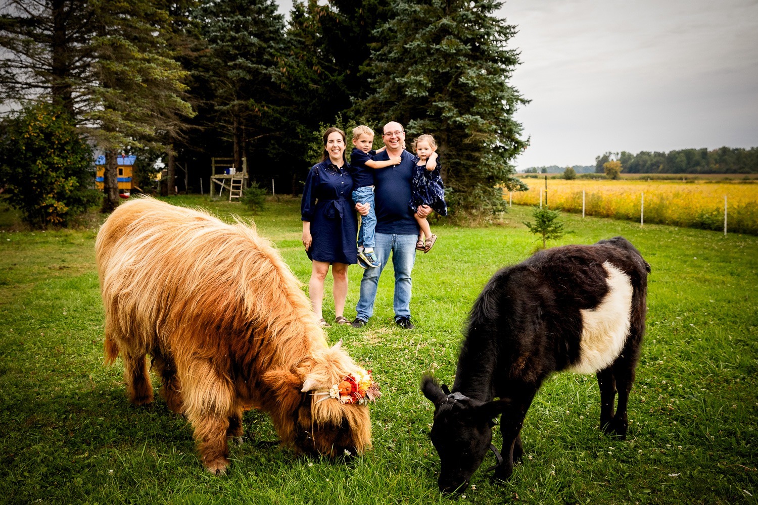 Mini Sessions photography London Ontario highland cows
