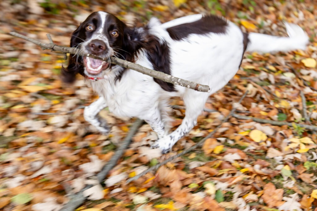 Dog photos London Ontario
