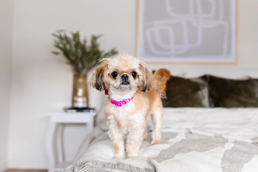 Dog photos London Ontario